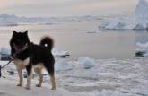 Um Greenland Husky, animal mais popular em Ilulissat, na Groelândia